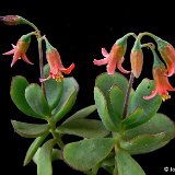 Cotyledon elisae JLcoll.813   ÉPUISÉ - OUT of STOCK - AGOTADO